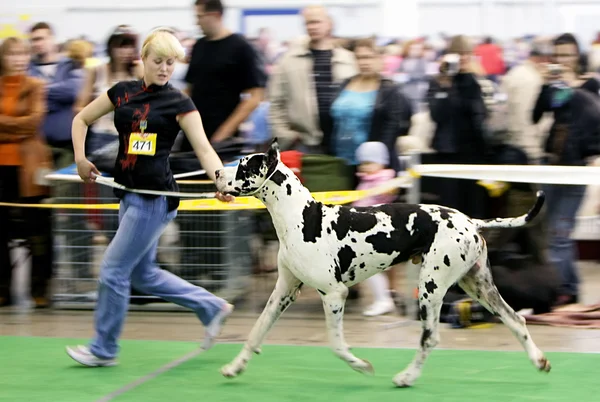 Hundeausstellung — Stockfoto