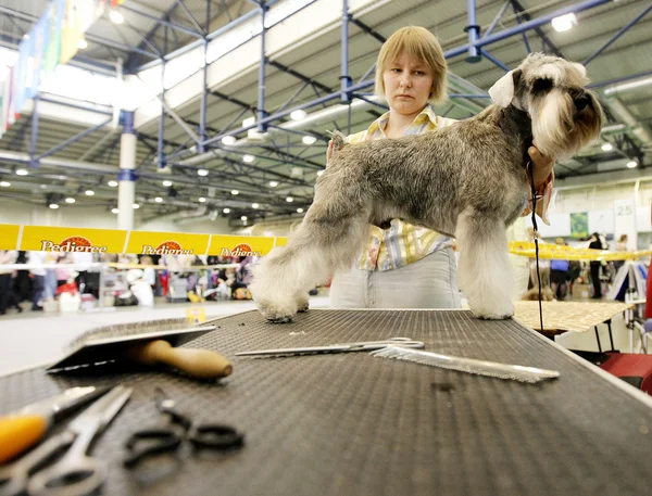 Dog exhibition — Stock Photo, Image