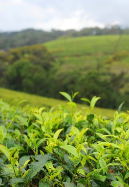 Tea plantation clipart