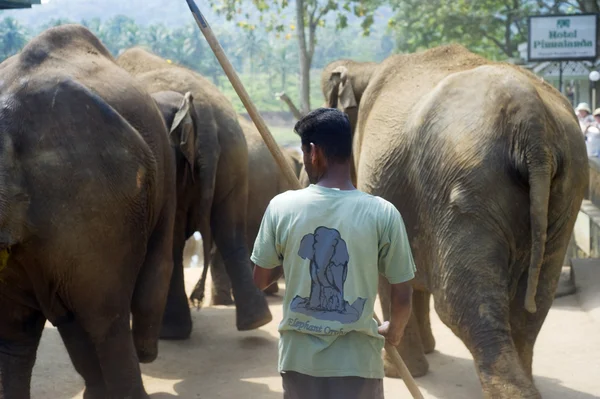 Orfanato de elefantes Pinnawela — Foto de Stock