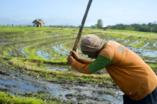 Ouvrier de rizière — Photo
