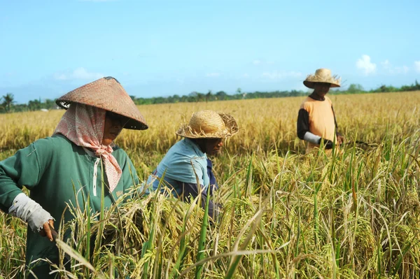 Ris fält arbetare — Stock fotografie
