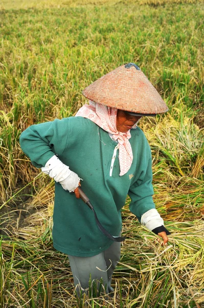 Trabajador de campo de arroz — Foto de Stock