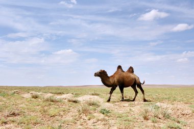 Camel in the Gobi desert clipart