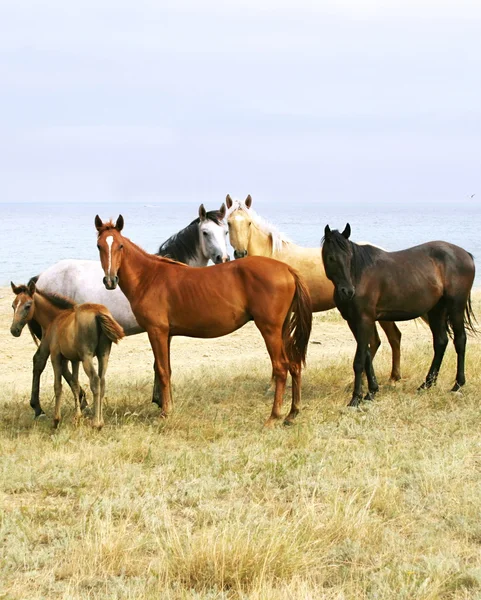 Hästar på stranden — Stockfoto