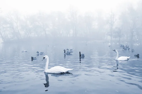 Fåglar i dammen — Stockfoto