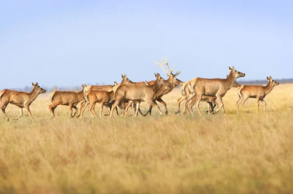 Stádo jelenů — Stock fotografie