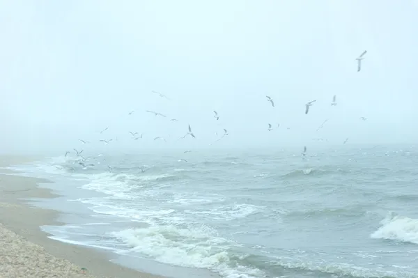 Seagulls over the sea — Stock Photo, Image