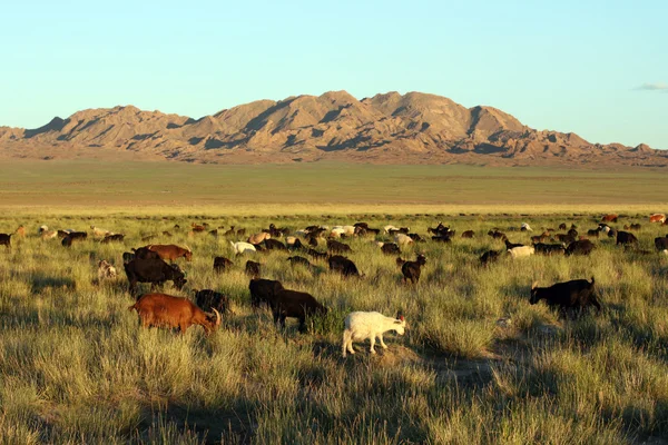 Hjordar av getter i mongoliska prairie — Stockfoto