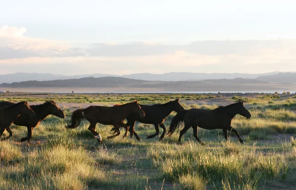 Cavalos selvagens correndo — Fotografia de Stock