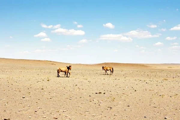 Hästar i öknen — Stockfoto