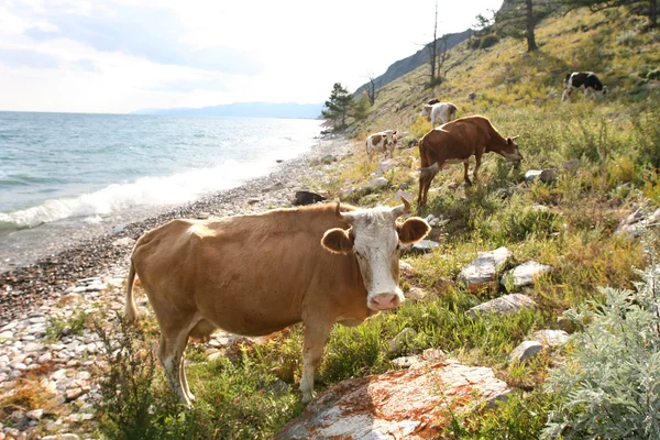 Kor på kusten av Bajkal sjön — Stockfoto