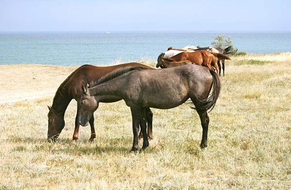 Hästbesättning — Stockfoto