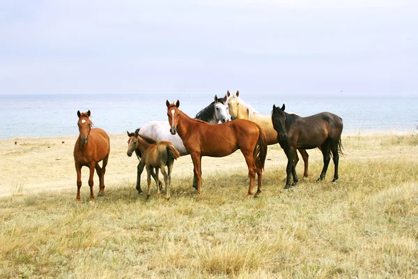 Cavalli sulla spiaggia — Foto Stock