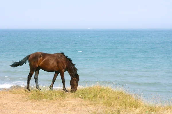 Koń na plaży — Zdjęcie stockowe
