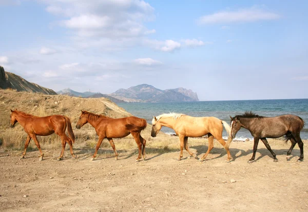 Herd of Horses — Stock Photo, Image