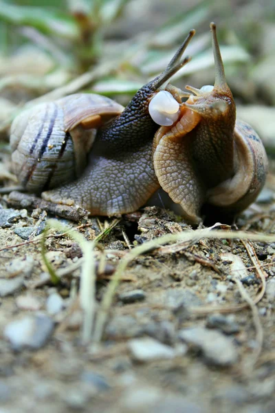Escargots — Photo