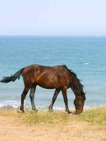 Häst på stranden — Stockfoto