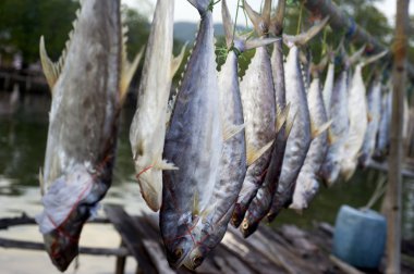 Drying fish clipart