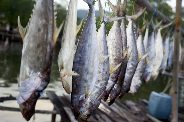 stock image Drying fish