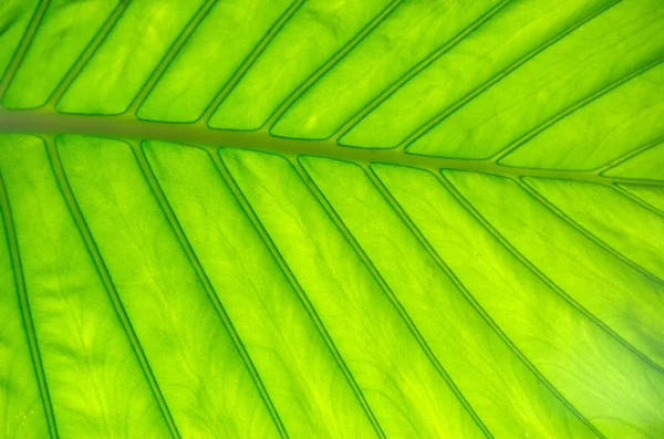 stock image Leaf