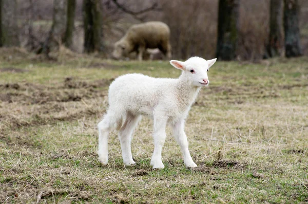 Schapen — Stockfoto