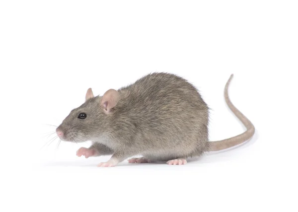 Rat på vit — Stockfoto