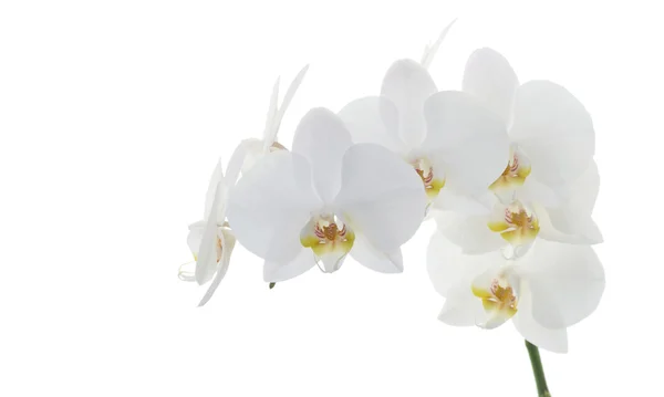 Orquídeas blancas —  Fotos de Stock