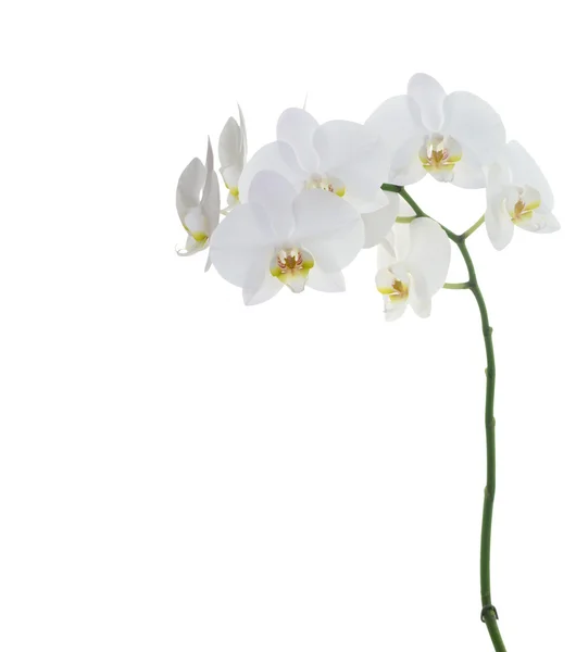 Białe storczyki — Zdjęcie stockowe