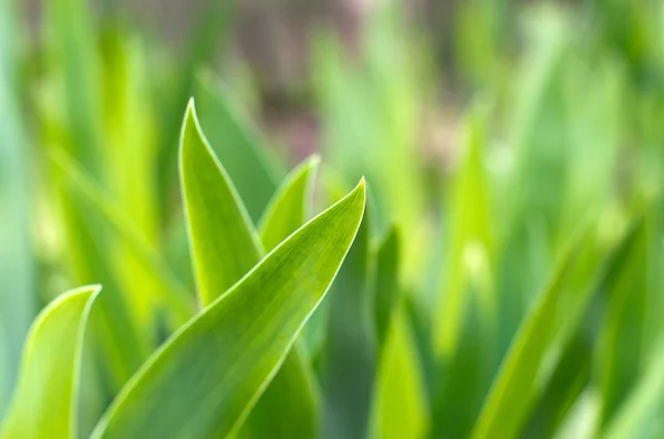 stock image Grass