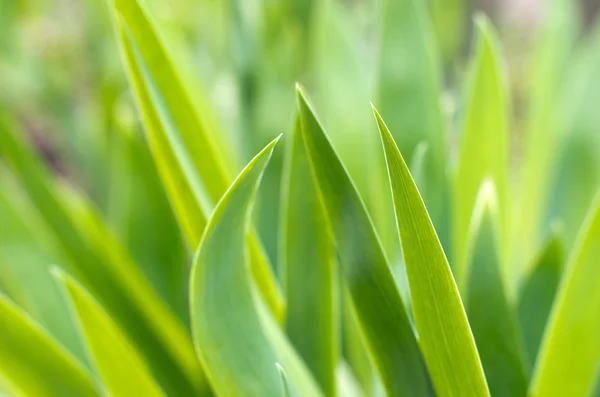 stock image Green grass