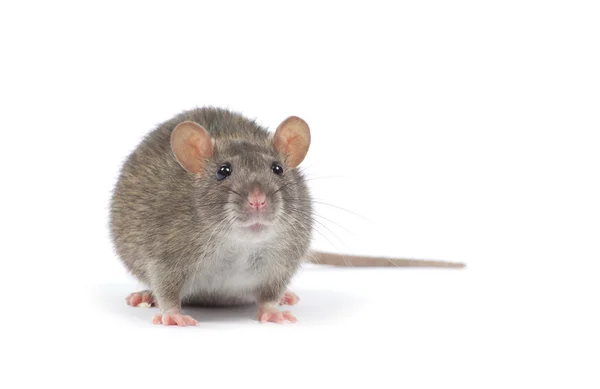 Rat op wit — Stockfoto