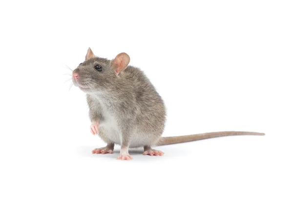 Rat di atas putih — Stok Foto