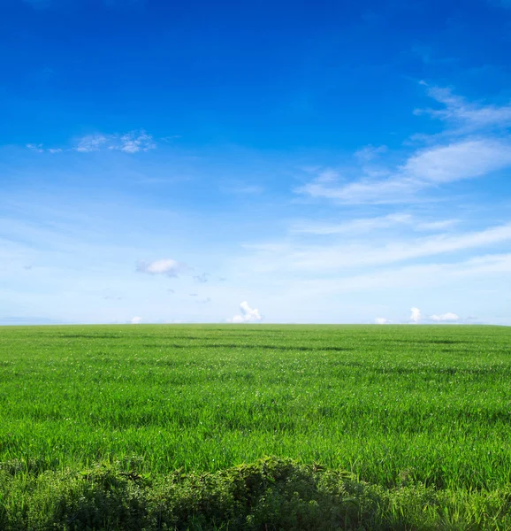 stock image Field