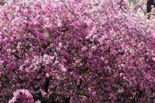 Stock image Spring cherry flower