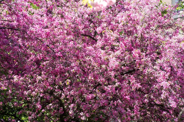 Primavera flor de cerezo —  Fotos de Stock