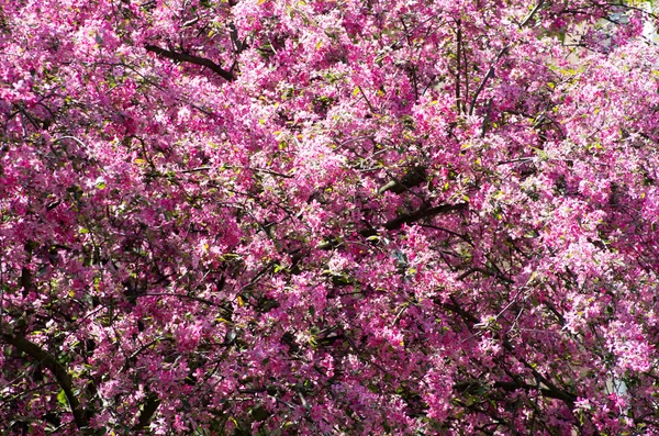 stock image Cherry flower