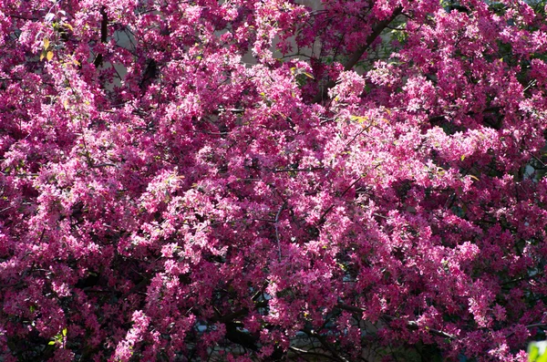 stock image Spring cherry flower