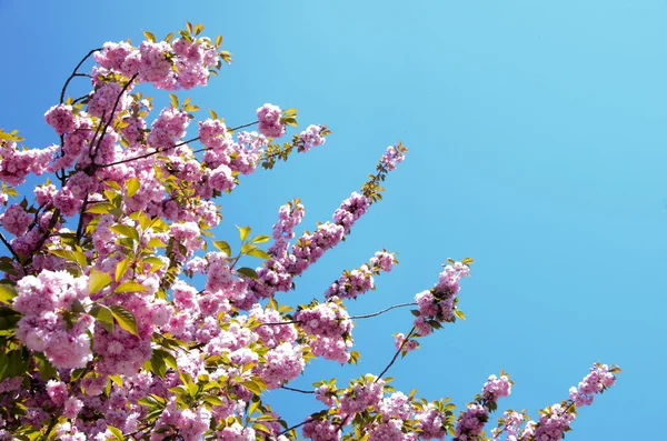桜の花 — ストック写真