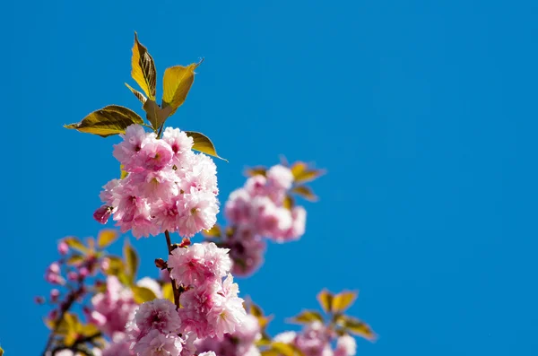 Cherry flowers — Stock Photo, Image