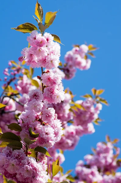 Flores de cereza de primavera —  Fotos de Stock