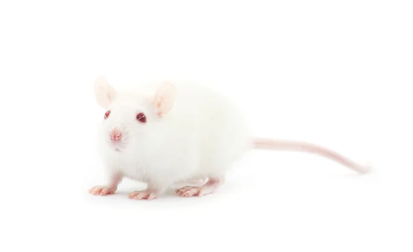 Ratto su bianco — Foto Stock