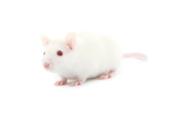 Krysa na bílém pozadí — Stock fotografie