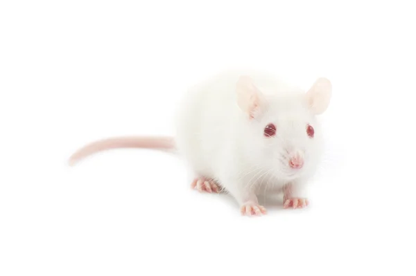 Rat on white — Stock Photo, Image