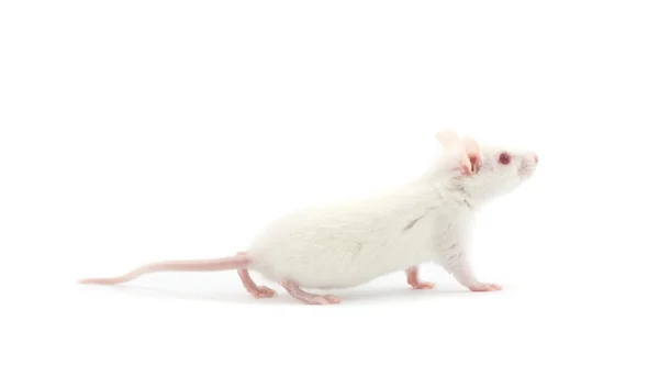 Rato em branco — Fotografia de Stock