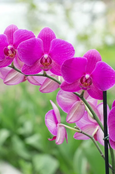 Orchidea — Foto Stock