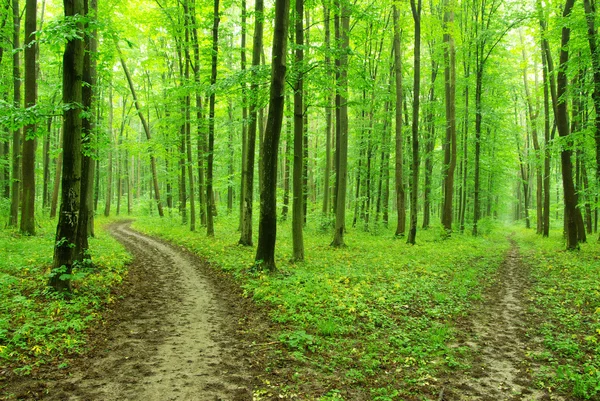 Grön skog — Stockfoto