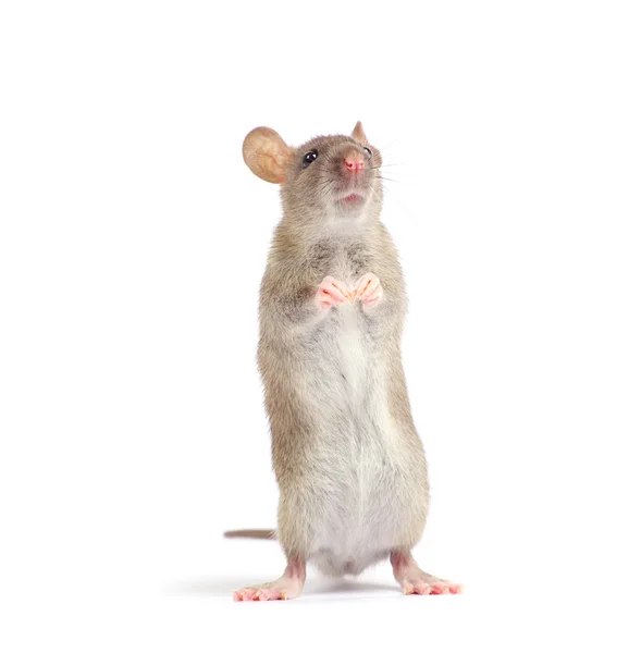 Rat di atas putih — Stok Foto
