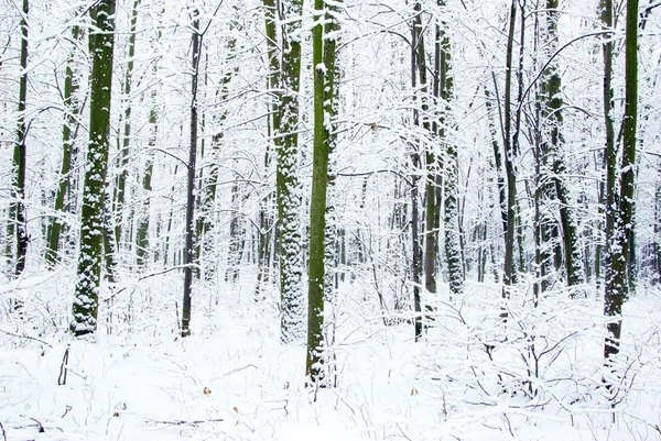 stock image Winter forest