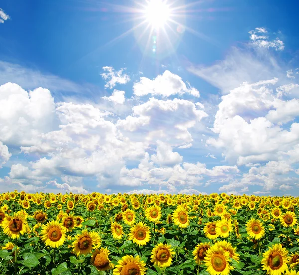 stock image Sunflower field